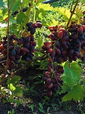 В Рязанском районе появился первый официально зарегистрированный виноградник