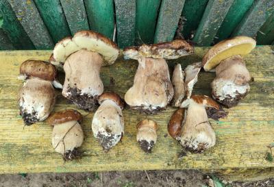 В Шиловском районе начали собирать белые грибы