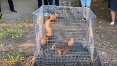 В рязанском горпарке поселились белки