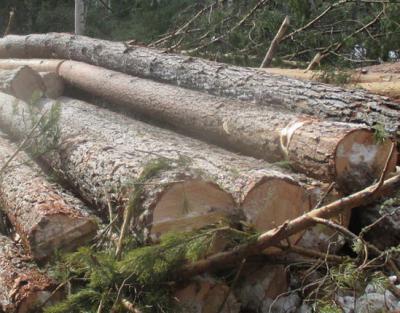 В Пителинском районе поймали двух «чёрных» лесорубов