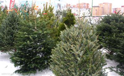 С 15 декабря в Рязани начнут работать ёлочные базары