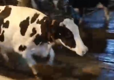 На рыбновской ферме засняли танцующую корову