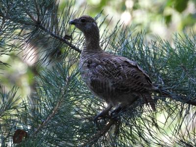 В рязанском лесу встретили выводок глухарей 