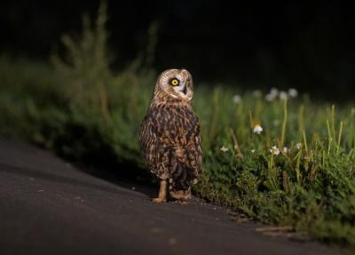 Рязанских водителей предупредили об активности сов