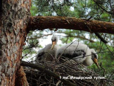 Фото: телеграм-канал «Мещёрский тупик» 