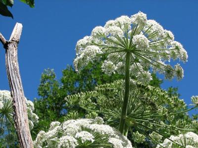 Рязанцев предупредили о штрафах за разрастание борщевика Сосновского на участке