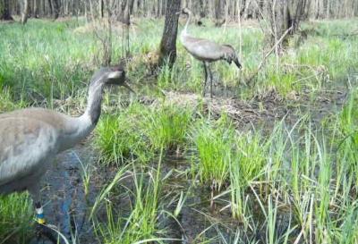 На болота Окского заповедника вернулись серые журавли