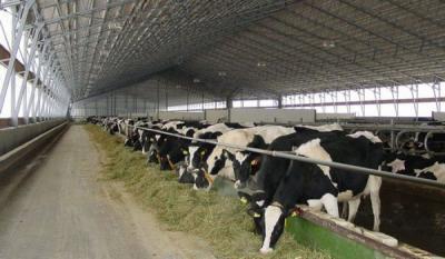 Карантин по бешенству животных установили в коровнике в Ряжском районе