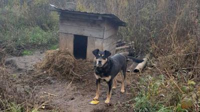 Под Рязанью собака просидела на цепи возле брошенного дома несколько месяцев