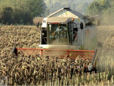 На Рязанщине зафиксирован рекордный сбор масличных культур