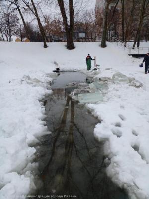 В Рязани вновь спасли уток на пруду «Серая шейка»
