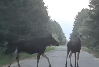 На дороге близ Касимова сняли молодых лосей