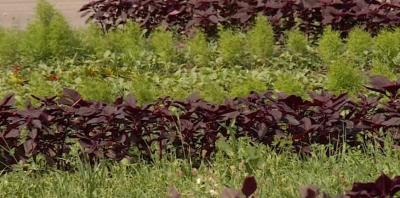 На площади Свободы разбили цветник