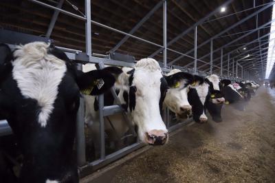 Три рязанские фермы вошли в топ рейтинга самых эффективных молочных хозяйств России