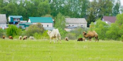 В лугах Рязанской области заметили пасущихся верблюдов 