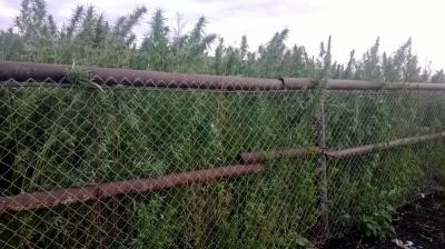 Рязанская полиция изо всех сил борется с зарослями дикорастущей конопли