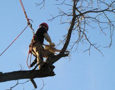 Из-за опиловки деревьев три улицы в центре Рязани остались без света