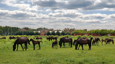 Рязанцам рассказали, как помочь Старожиловскому конезаводу