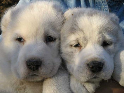 Судебные приставы за долги арестовали у рязанки двух породистых собак