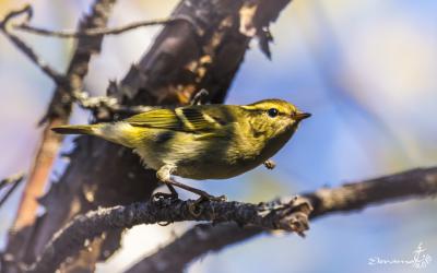 В Рязанской области зарегистрировали новый вид птиц