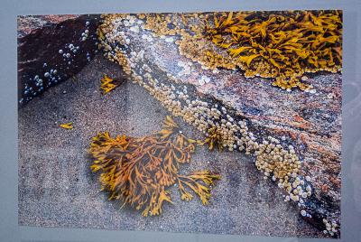 Рязанцы могут взглянуть на пейзажи Белого моря