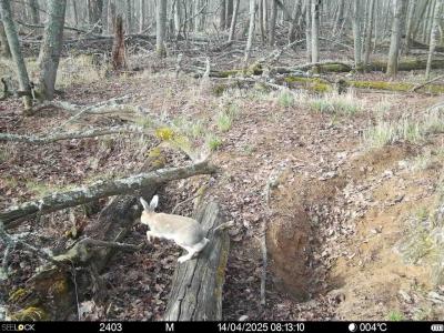 В Окском заповеднике звери встречают летнее тепло