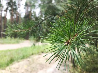 Рязанцам напомнили о правилах пожарной безопасности в лесах