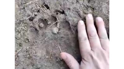 В Спасском районе нашли следы медведя