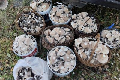 Рязанец набрал в лесу 400 килограммов грибов