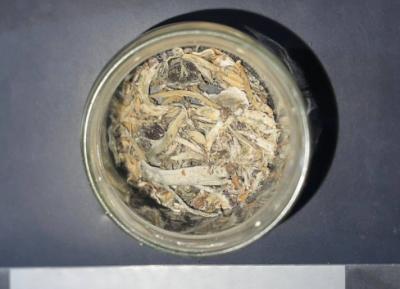 Житель Рязани выращивал дома галлюциногенные грибы