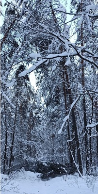 Высота снежного покрова в Рязанской области достигла 51 сантиметра