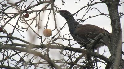В сад касимовского психоневрологического интерната прилетел глухарь