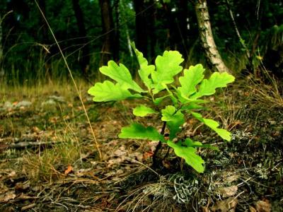 Рязанцы посадят в ЦПКиО дубовую рощу