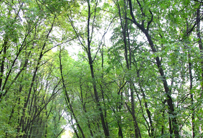 В рязанских лесах снизилась площадь горельников 2010 года