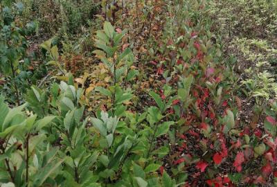 Под Рязанью создали питомник декоративных растений