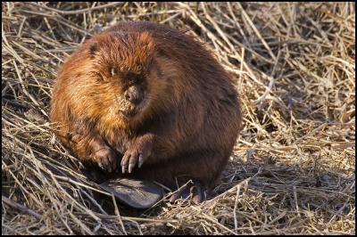 Ухоловскую учительницу искусал бобр