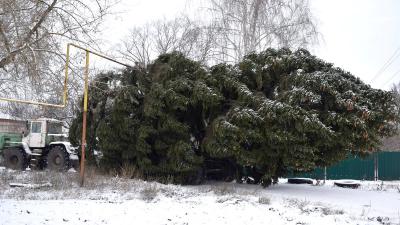 В Сараях главная новогодняя ель застряла под газопроводом при транспортировке