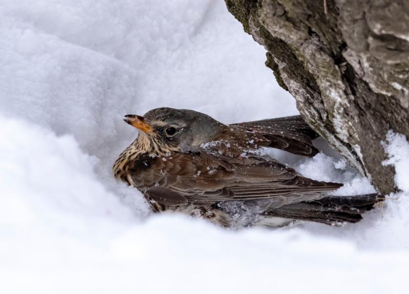 Фото: телеграм-канал «Западное крыло»