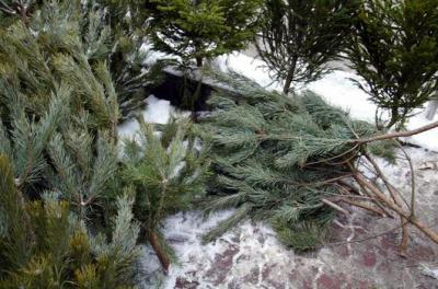 В Рязани нашли ещё два нелегальных «ёлочных базара»