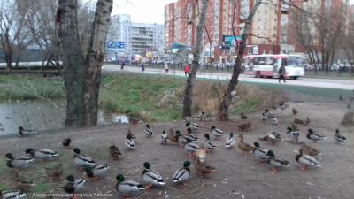 В Дашково-Песочне появился «Пруд Серой Шейки»