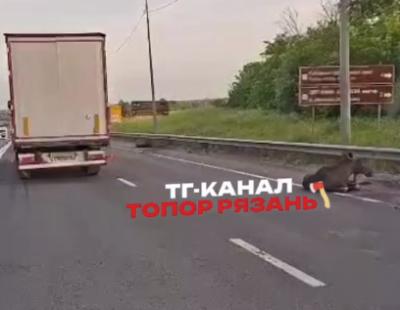 На трассе под Рязанью сбили двух лосей