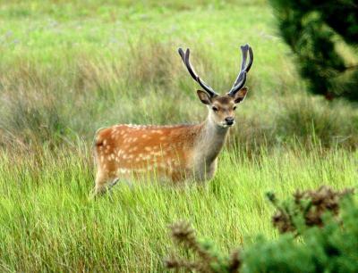 В Рязанские леса планируют выпустить оленей