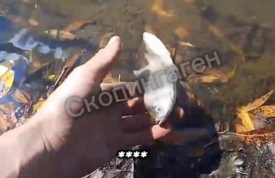 В пруду деревни Вослебово Скопинского района массово погибла рыба