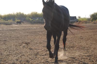 Конезавод под Рязанью заявил об угрозе исчезновения уникальной породы лошадей