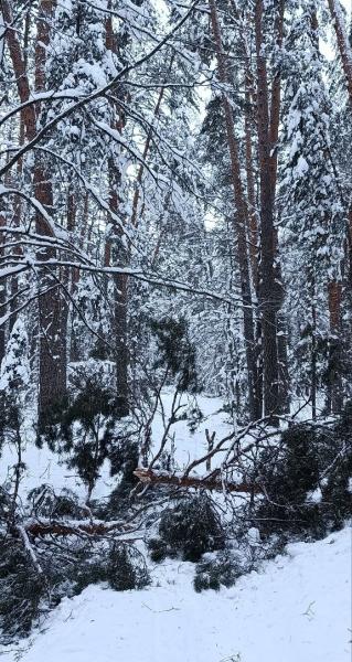 Рязанцам показали последствия снегопадов в лесу в Солотче