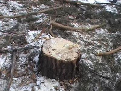 Касимовские полицейские поймали «чёрного» лесоруба