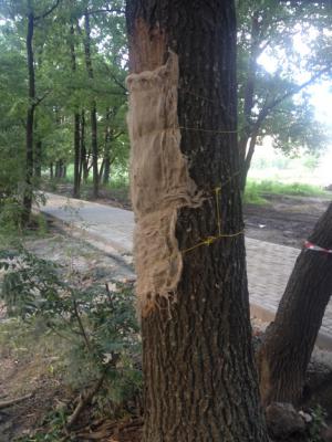 Дубы на улице Шереметьевской обработали до приезда волонтёров