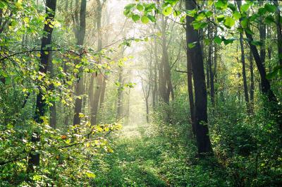 На Рязанщине создаётся памятник природы «Зеленчуковые широколиственные леса»
