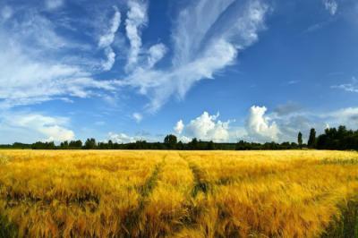 Минсельхоз выделит Рязанской области 21 миллион рублей на поддержку малых форм хозяйствования