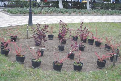 В сквере на площади Ленина появились ландшафтные композиции